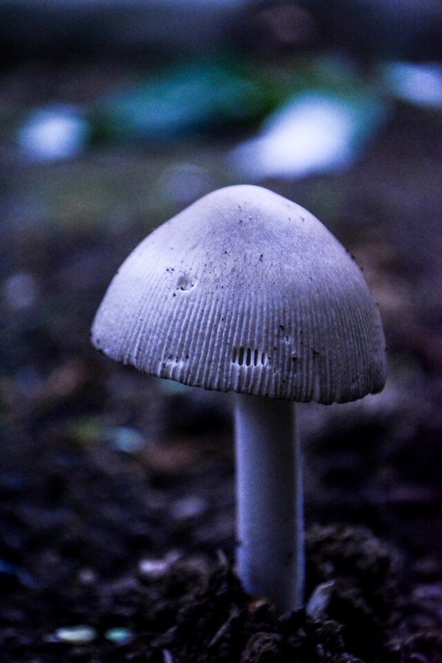 Toadstool fungi wild grass