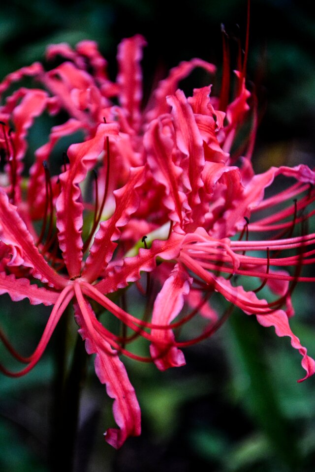 Amaryllidaceae genera japan natural