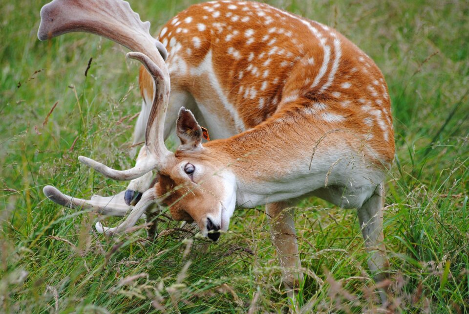 Fallow buck scratching