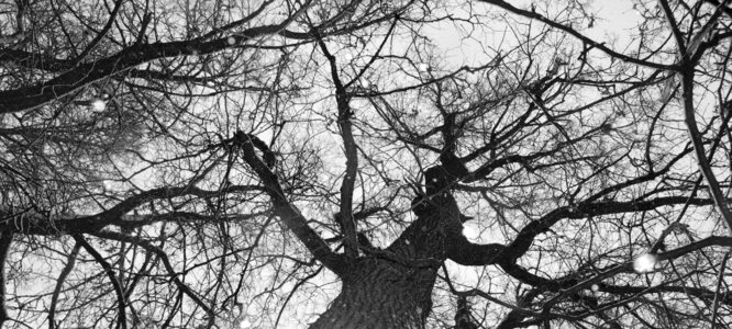 Kahl karg branches photo