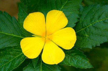 Pentagram yellow green