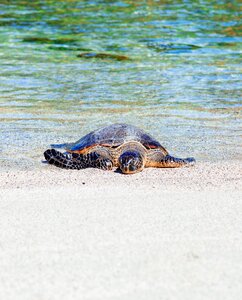 White sand beach photo