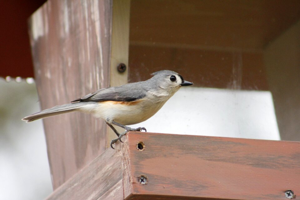 Nature wildlife bird feeder