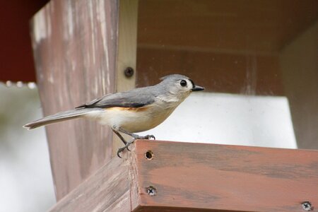 Nature wildlife bird feeder photo