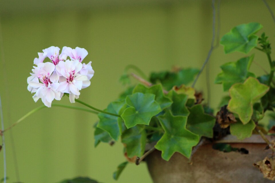 Garden decoration lilac