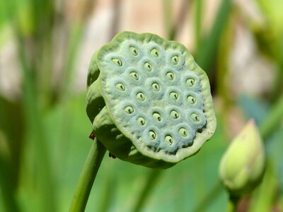 Lotus india seeds green photo