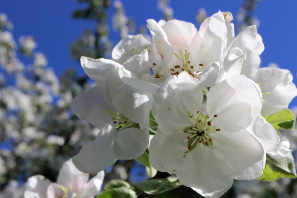 Flower white white flowers