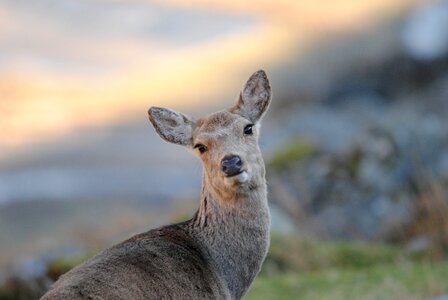 Hind female deer