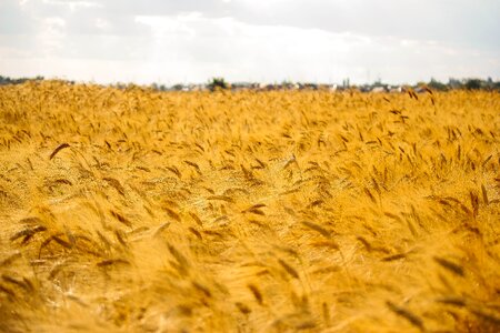 Nature fields sky