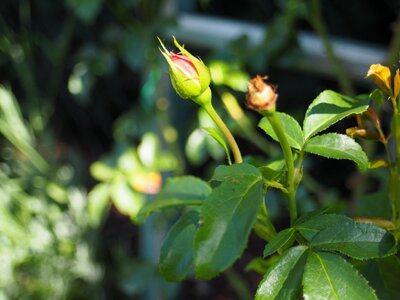 Blossom bloom red rose