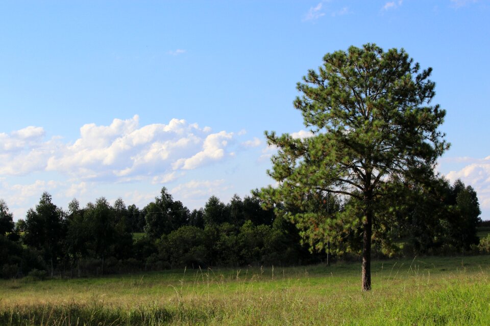 Trees nature landscape