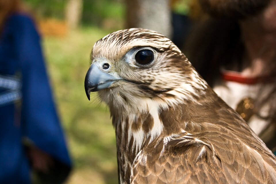 Animal bird of prey falconry
