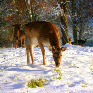 Winter deer snow