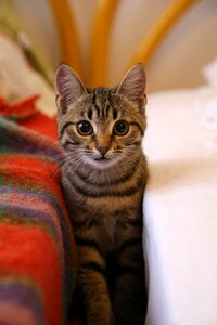 Cute portrait mammals