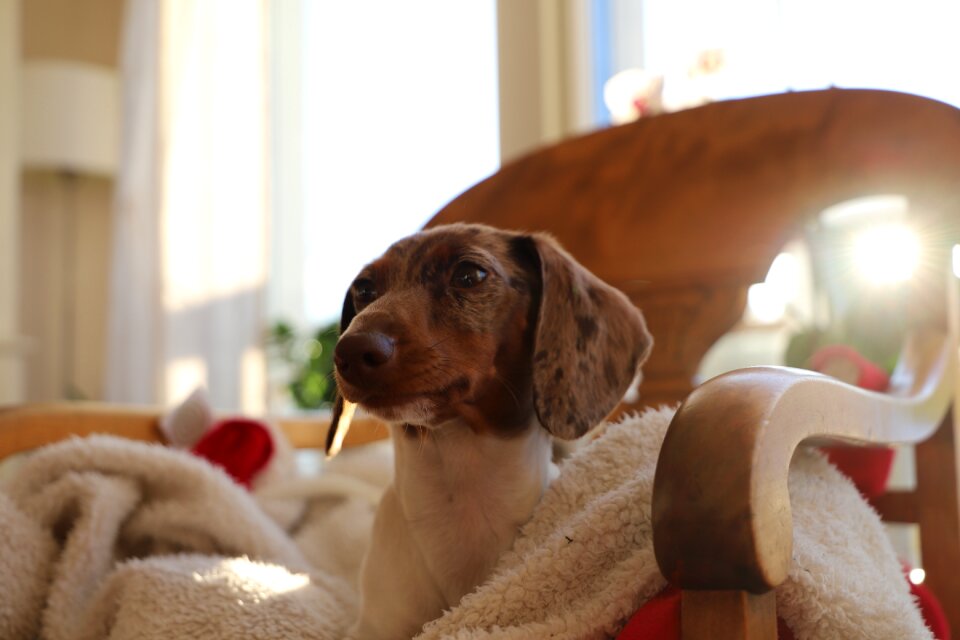 Young indoor dachshund