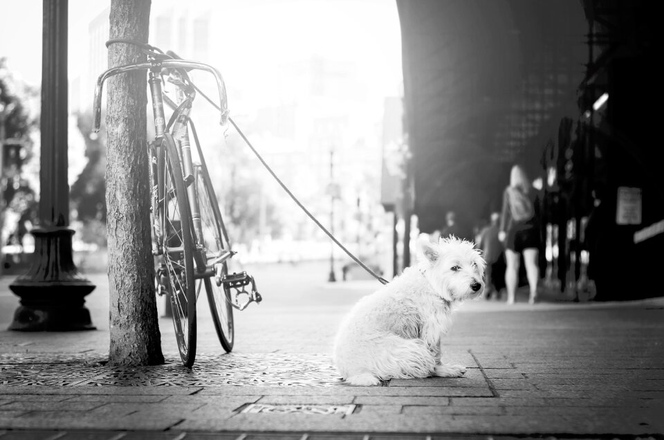 Animals dog leash photo