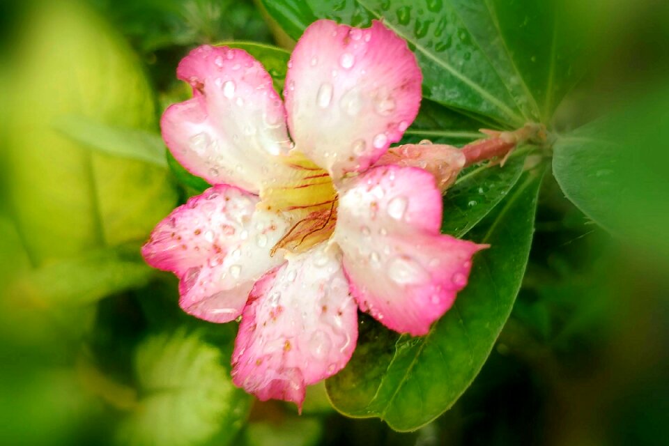 Petal dew fresh