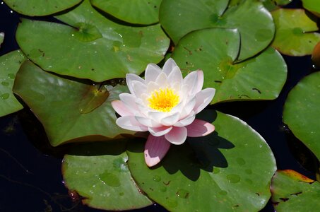 Water lilies blossom bloom
