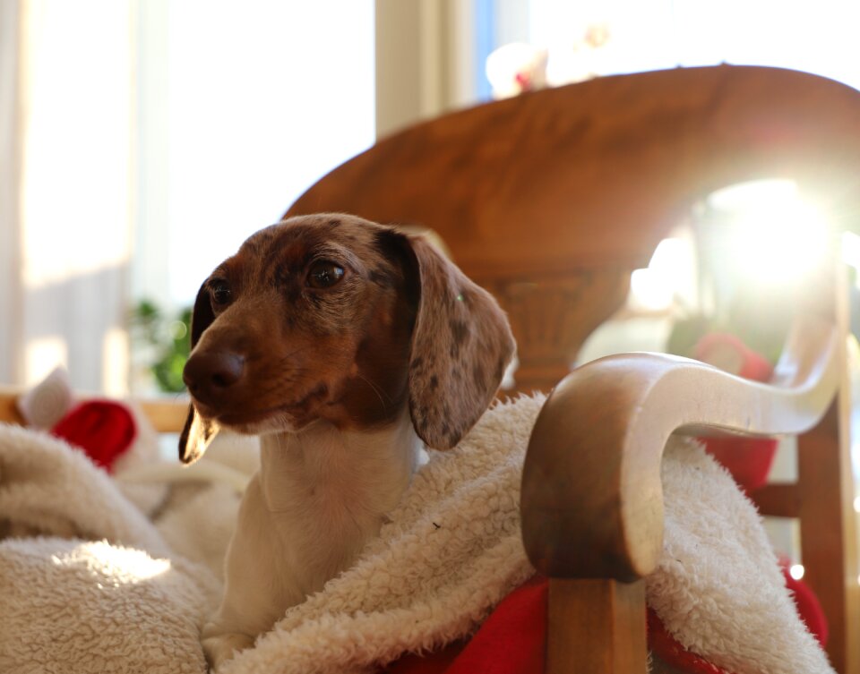 Pet puppy dachshund