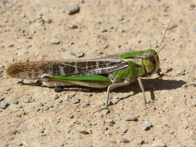 Orthopteron insect animalia