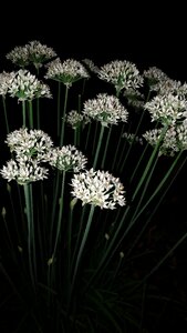 Flowers night shot white flowers
