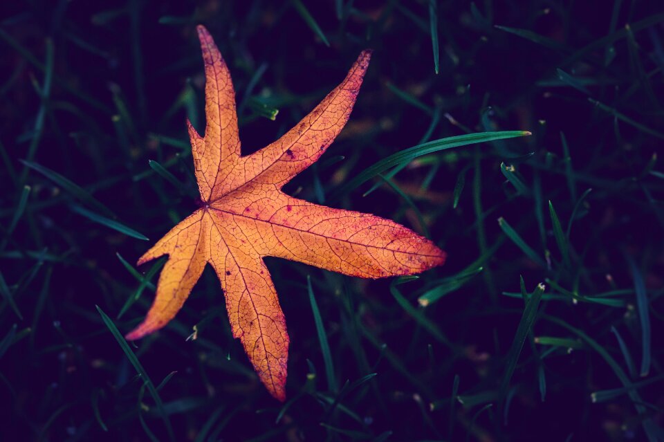 Sheet nature leaves
