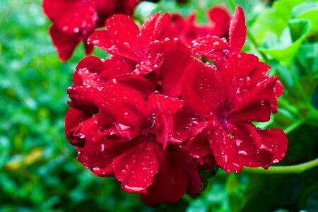 Grandeur red red flower