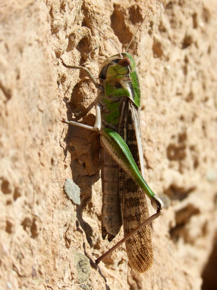 Orthopteron insect animalia