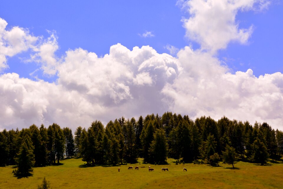 Forest clouds cows