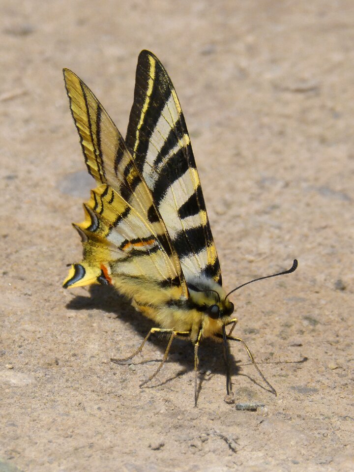 Butterfly xuclallet nature