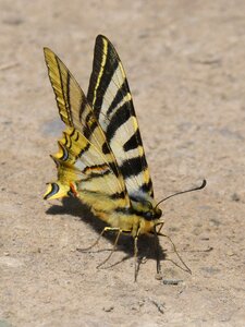 Butterfly xuclallet nature