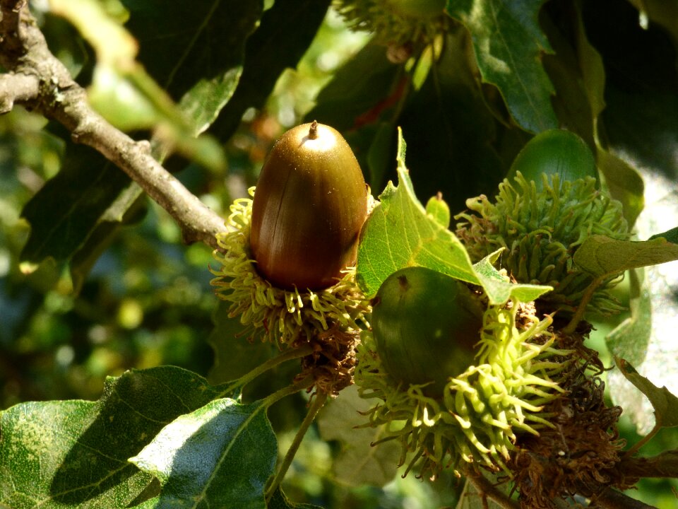 Beech fruits autumn