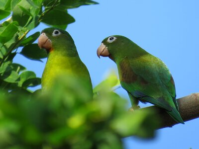 Animal green nature photo