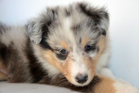 Dog onyx color blue merle cute photo