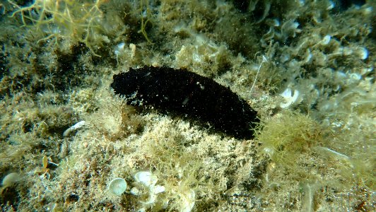 P5280282
