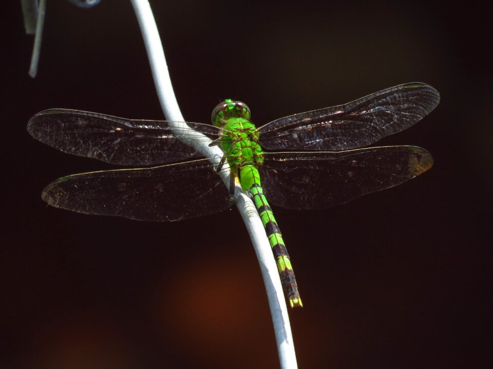 Animals nature wings