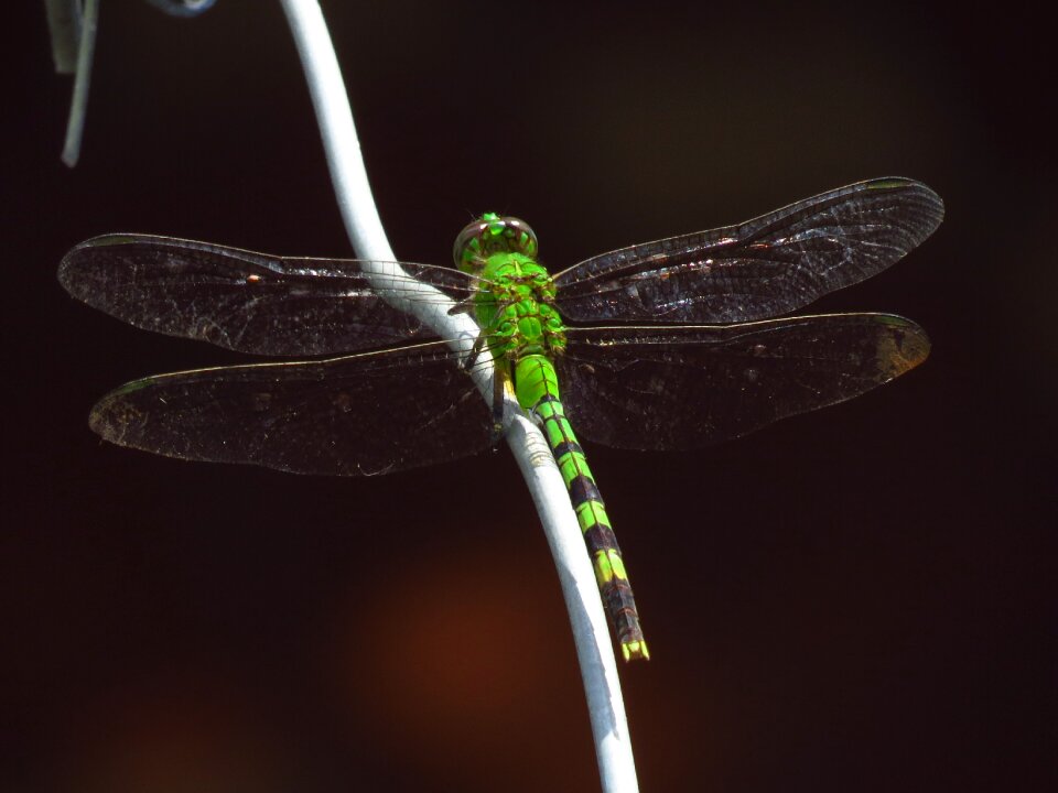 Animals nature wings photo