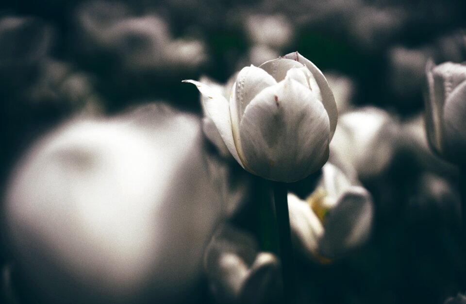 Bloom blur dark
