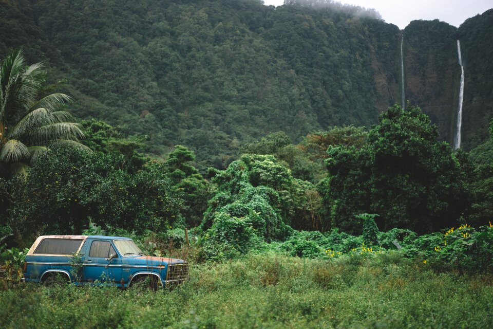 Plant forest nature