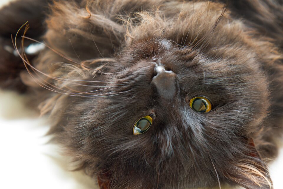 Portrait pet mammal