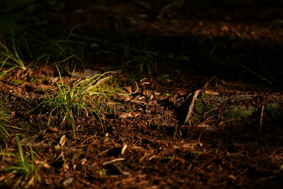 Dirt trail magic house