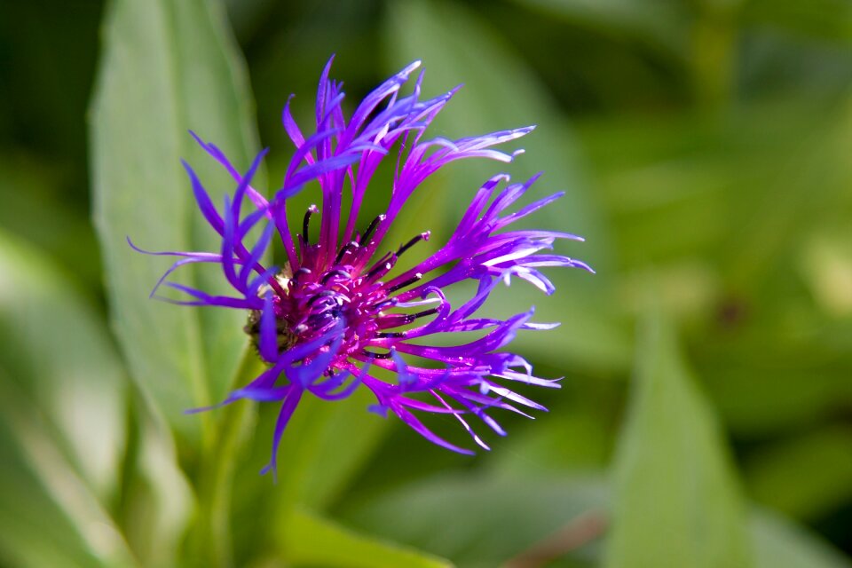 Color pink botanical