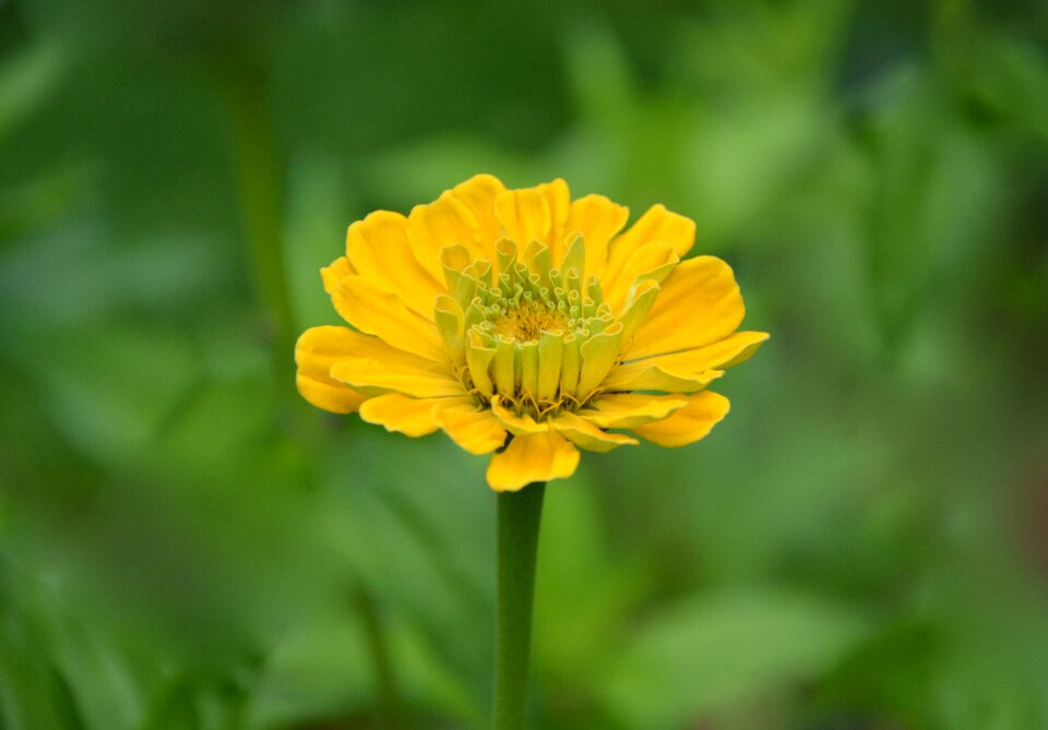Yellow flower nature yellow