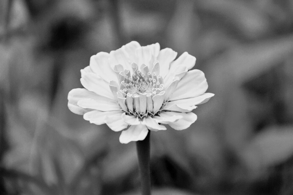 Bouquet massif garden