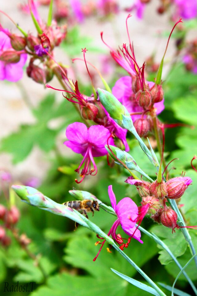 Bee summer color photo