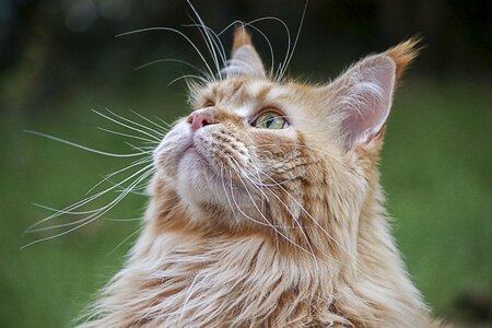 Cat fur mammal