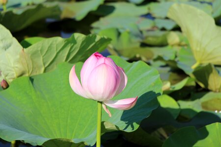 Changchun jingyuetan lotus