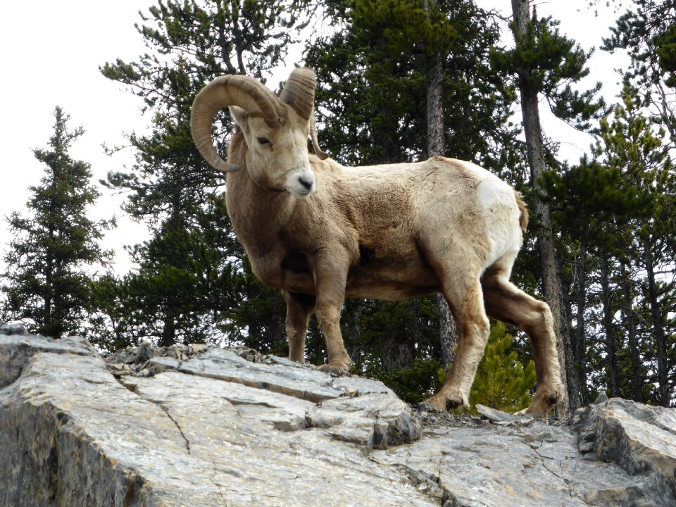 Ungulate climbing national park