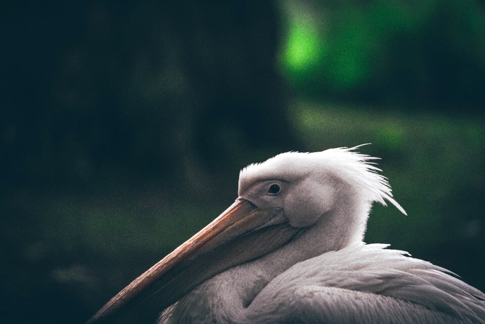Beak bird animal