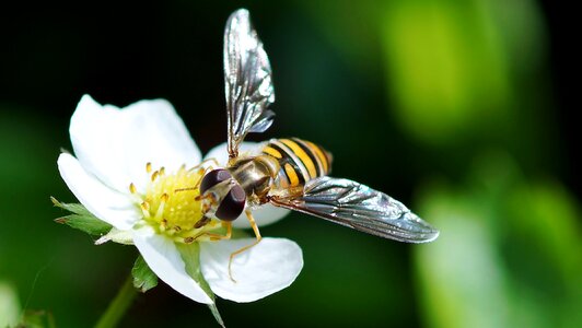 Nature bee pollination